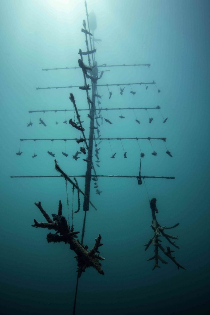 Great Barrier Reef arbol