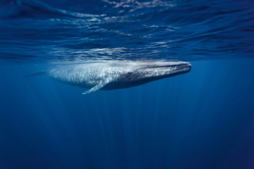 Oris Blue Whale Limited Edition ballena